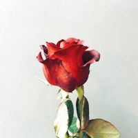 109學年度玫瑰班