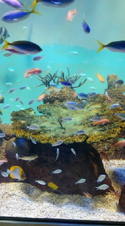 海水魚・海の生き物好きの海水