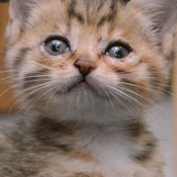 貓嚕嚕-寵物飼料 罐頭 用品