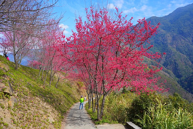 望高茶園櫻花森林
