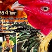 ไก่ชน บอล พิชัย