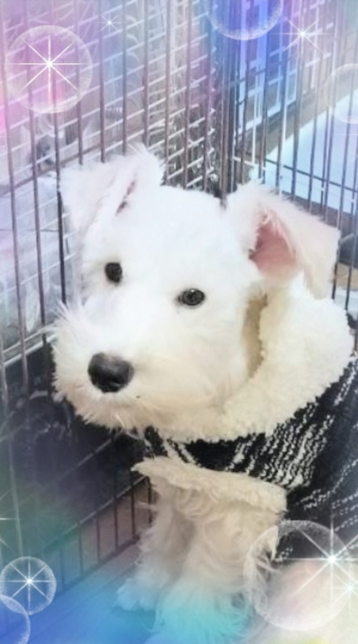 シュナの里😀我が家