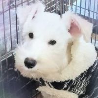 シュナの里😀我が家