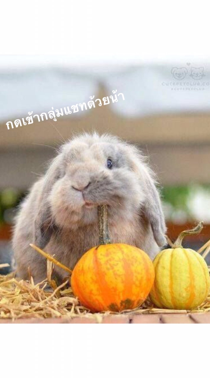 คนรักกระต่าย V2