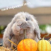 คนรักกระต่าย V2