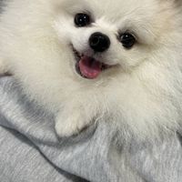 リレー配信 高嶺の花子さん