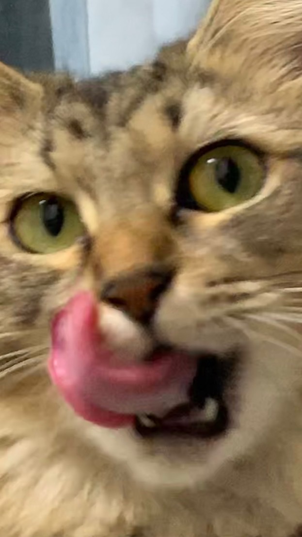 OpenChat めかぶのオープンチャット