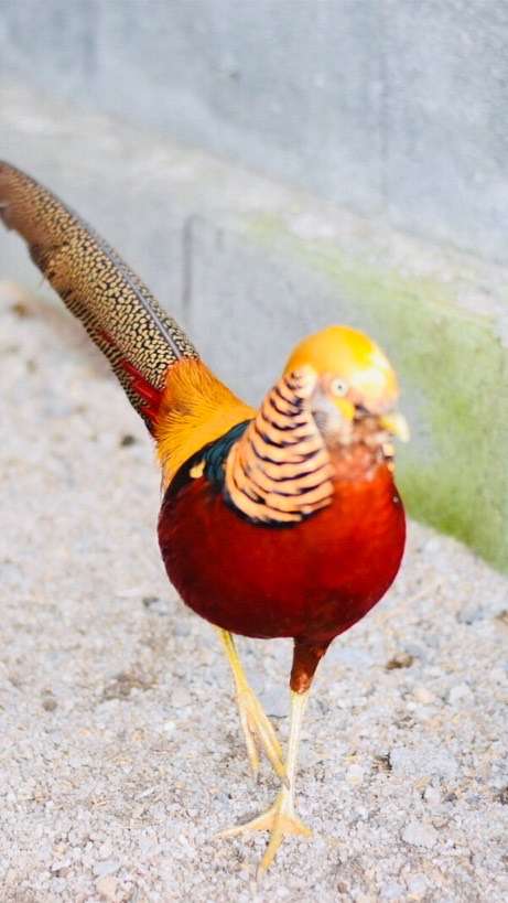 กลุ่มอนุรักษ์ไก่สวยงาม