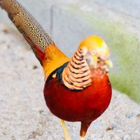 กลุ่มอนุรักษ์ไก่สวยงาม