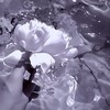 幸せ な ひととき を　／　全也
