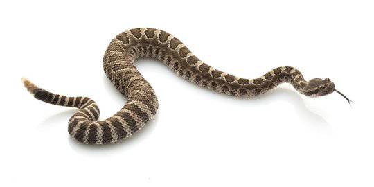 7 Cara Mengusir Ular Dengan Bahan Alami Agar Keluar Dari Rumah Merdeka Com Line Today