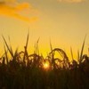 蹴られる前に「いね🌾」と言えたら副官！