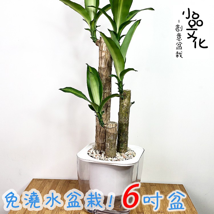 【現貨】【小品文化】巴西鐵樹 三枝 6吋透明免澆水盆栽 觀葉植物 室內盆栽 自動吸水 創意花盆 開店送禮 居家辦公盆花