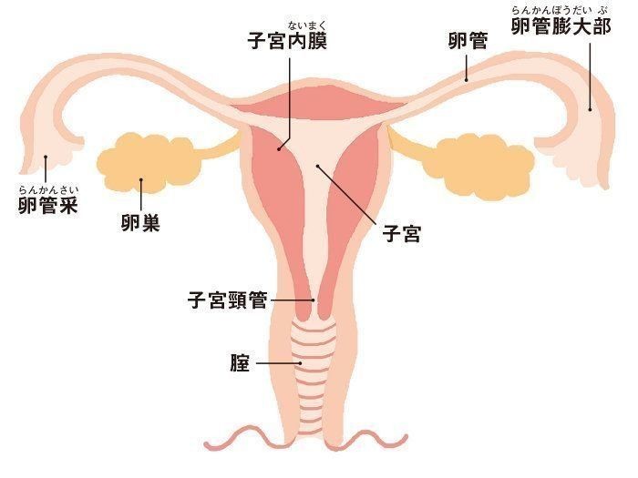 医師に聞く妊活の基礎 女性の体 のこと知ってる