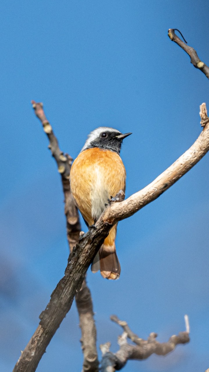 山口県 野鳥撮影交流会
