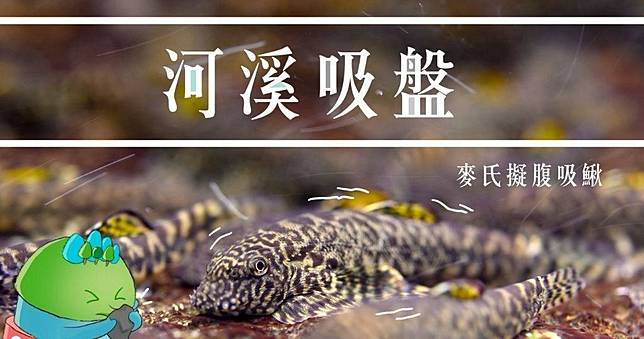 香港淡水魚：麥氏擬腹吸鰍 棲身湍急上游 胸鰭腹鰭平展似吸盤緊貼河牀 | 明報 | LINE TODAY