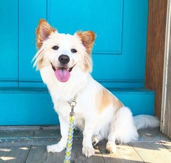 宮古島で生まれ 東京にやってきた保護犬 幸せに暮らす姿 いぬのきもちnews