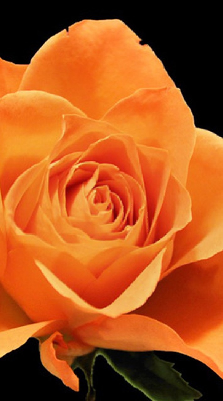 OpenChat Orange Roses