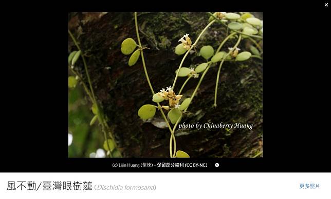 查證 藥用植物 風不動 有風時不動 無風時反搖動影片 專家 畫面植物為蕨類 Mygopen Line Today