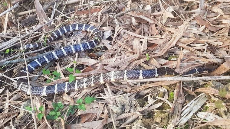 獨家 最毒是牠 台灣常見六大毒蛇曝光 五不二要 救命 蘋果新聞網 Line Today