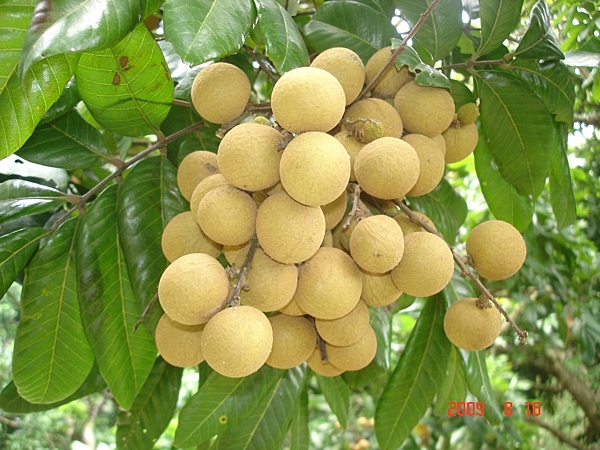 本票券不分平、假日均可使用。可兌換單人份果園導覽解說+採果或水果加工體驗+帶回水果或水果加工品。