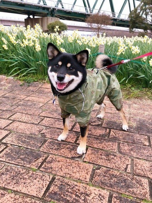 少量でも犬の命が危険な植物 野菜は