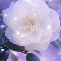 PUB Camellias ❁︎ ライブトーク