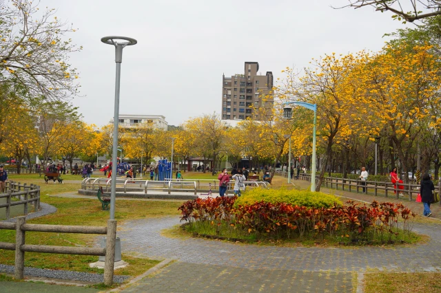 2023廍子公園黃花風鈴木花況,台中最美的黃金公園,廍子公園黃花風鈴木,廍子公園黃花風鈴木花況