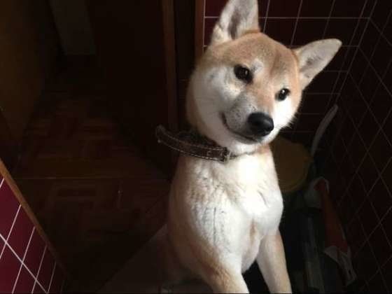前足をちょこん 愛犬がひざに前足をのせるのはなぜ