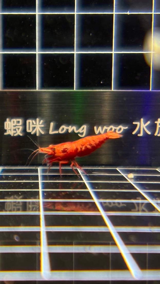 蝦咪long Woo 水族