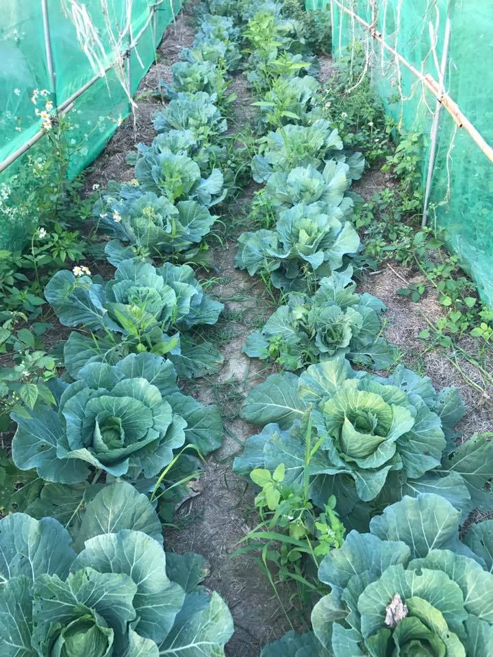 食農教育-妳好南搞-南國微醺-06