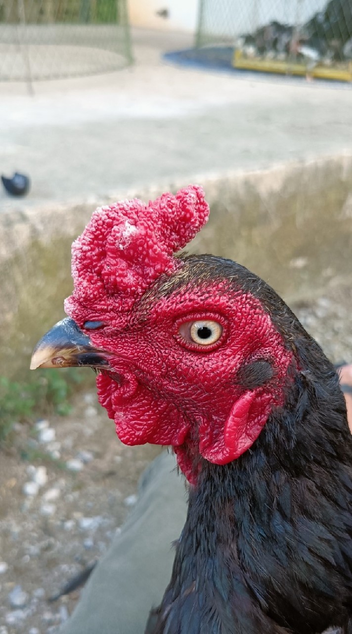 กลุ่มซื้อขายแลกเปลี่ยนไก่ชนBy...นนท์เหนือสยามฟาร์ม