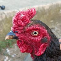 กลุ่มซื้อขายแลกเปลี่ยนไก่ชนBy...นนท์เหนือสยามฟาร์ม