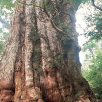 屋久島　宮の浦岳へ行こう
