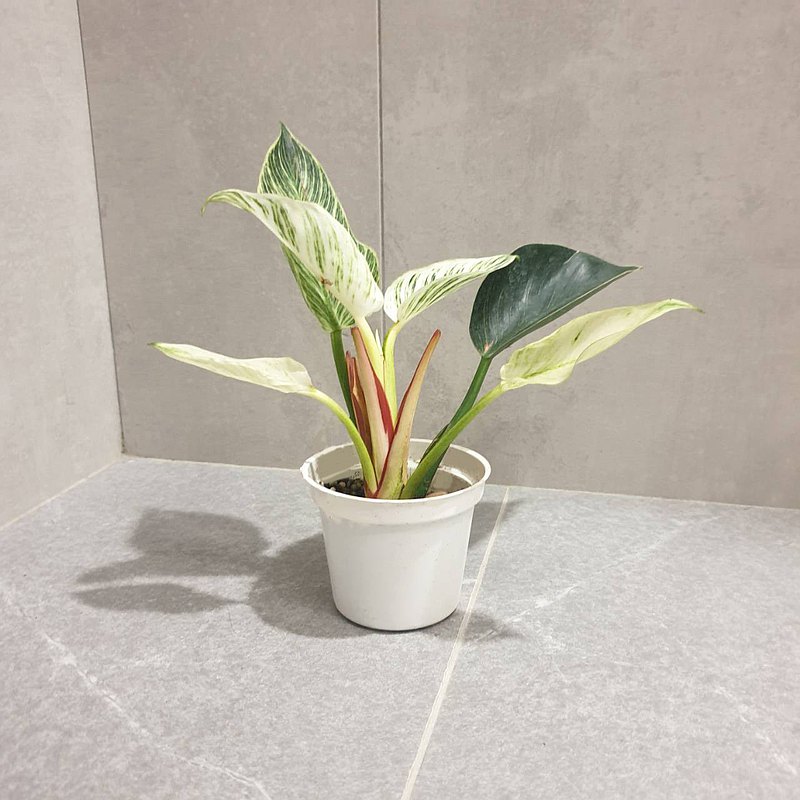 植物 柏金蔓綠絨 室內植物 淨化空氣