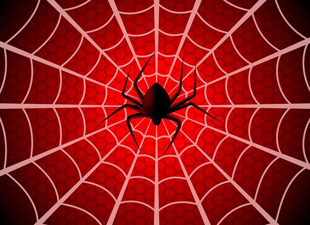 クモはコーヒーを飲むと酔っ払い まともに巣を作れなくなるって本当 毎日雑学