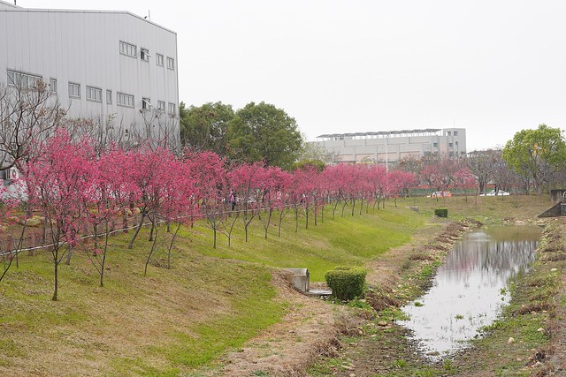 后里崴立機電櫻花公園