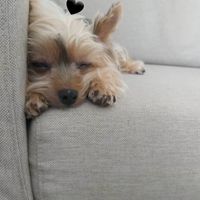 黑糖寶寶守護之家
