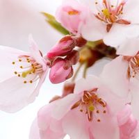 桜中ブロック研究会