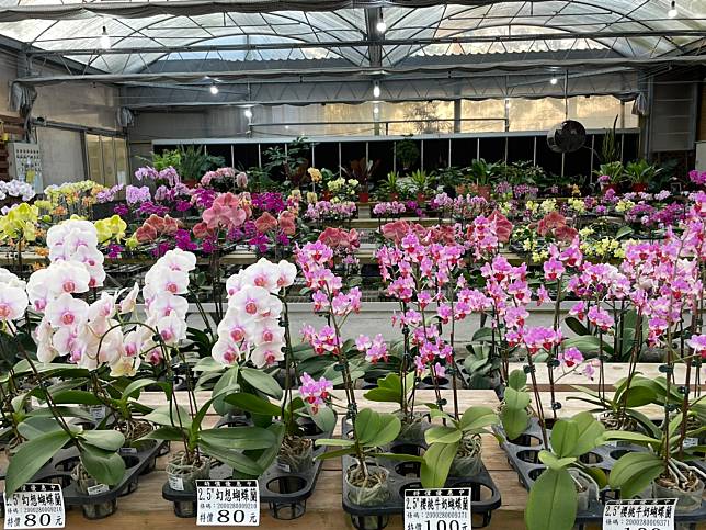 埔茂花市（圖片提供／徐秀芳）