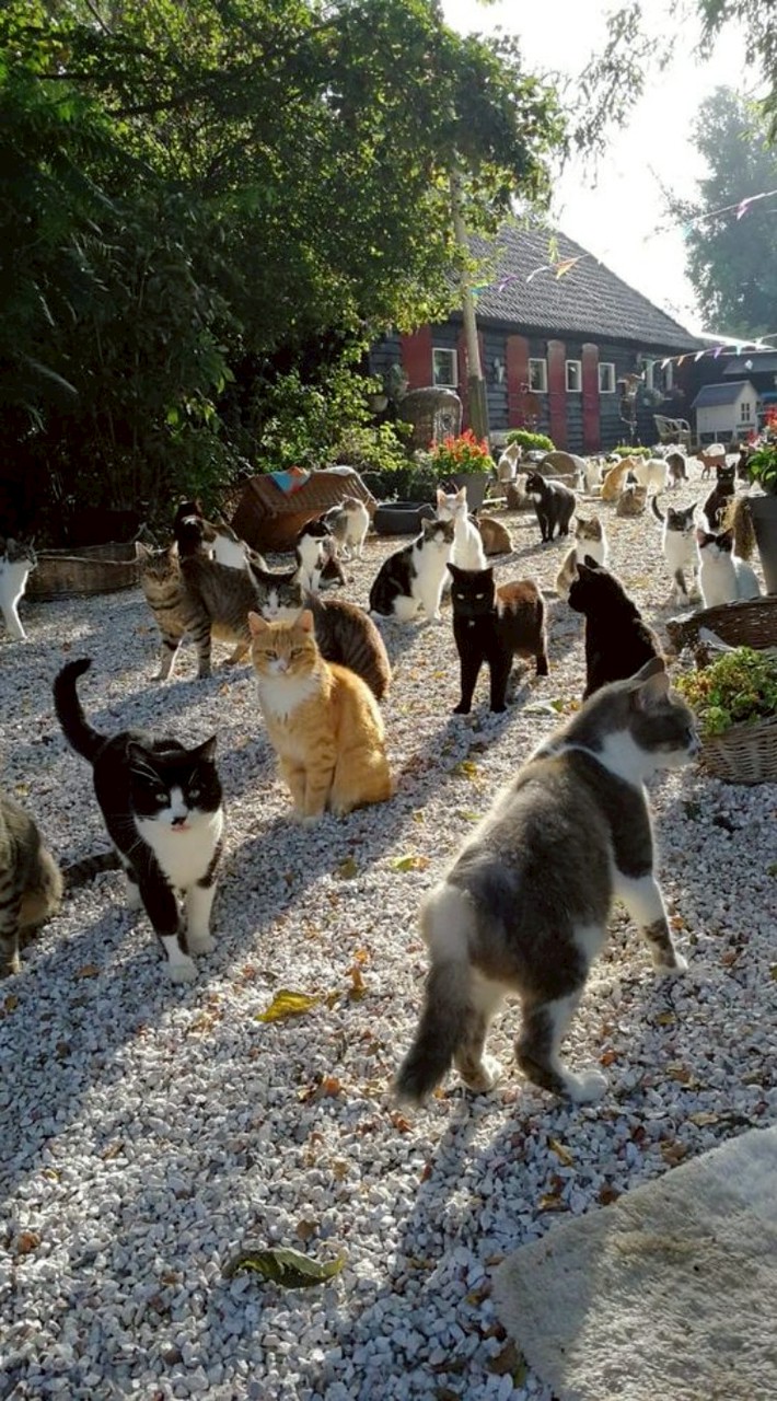 ᴄᴀᴛ ʜᴏᴜsᴇ 🏠🐈‍⬛🐈