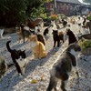 ᴄᴀᴛ ʜᴏᴜsᴇ 🏠🐈‍⬛🐈
