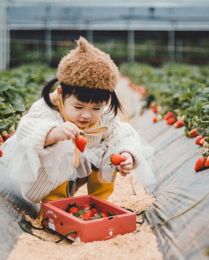 桃園採草莓｜桃園草莓學校