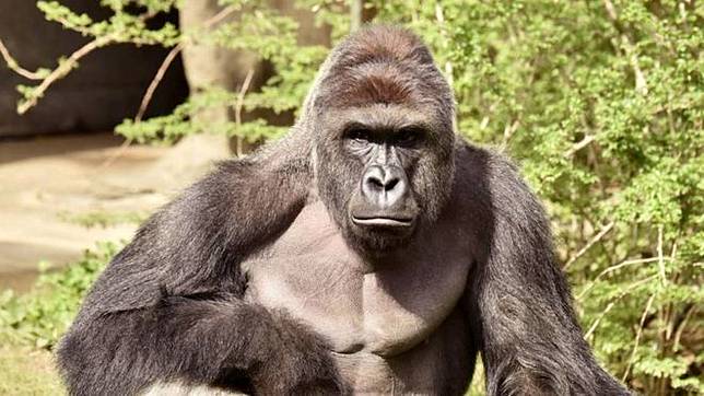 7 Insiden Mengerikan di Kebun Binatang