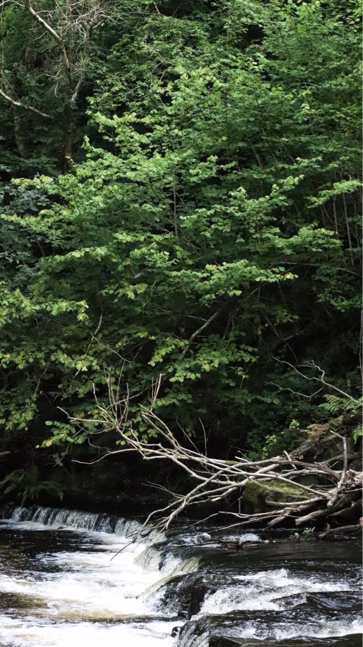 《馬可·波羅游記》（鰕虎、吸鰍、底棲）