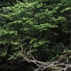 《馬可·波羅游記》（鰕虎、吸鰍、底棲）