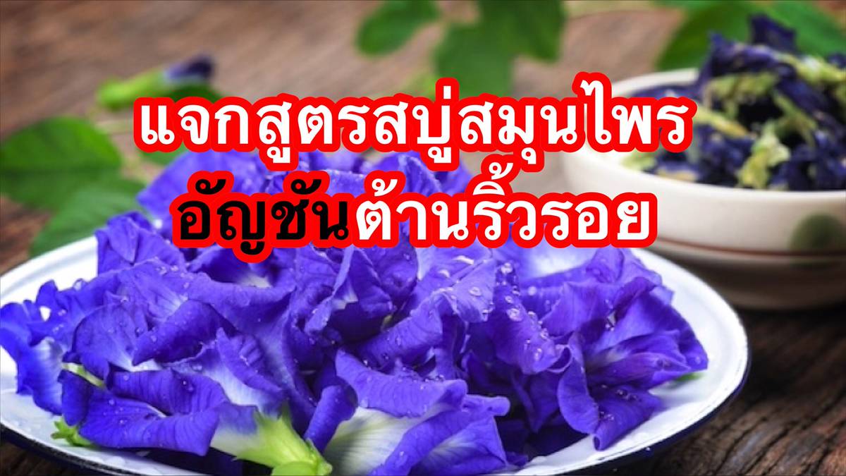 สบู่สมุนไพรอัญชันต้านริ้วรอย ทำใช้เองได้ง่ายๆ ทำขายก็ดี !! |  Tvpoolonline.Com | Line Today