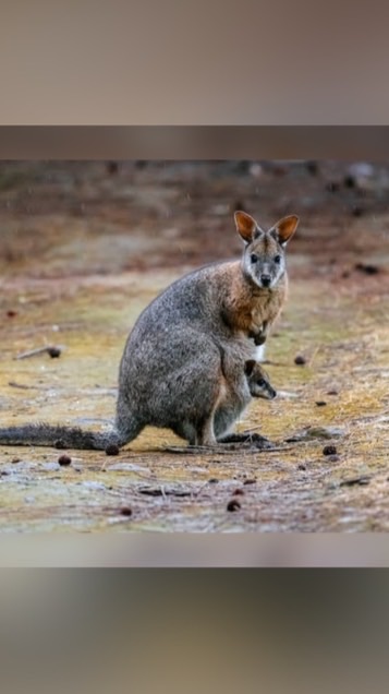 Wallaby - วัลลาบี้ จิงโจ้แคระ