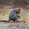 Wallaby - วัลลาบี้ จิงโจ้แคระ