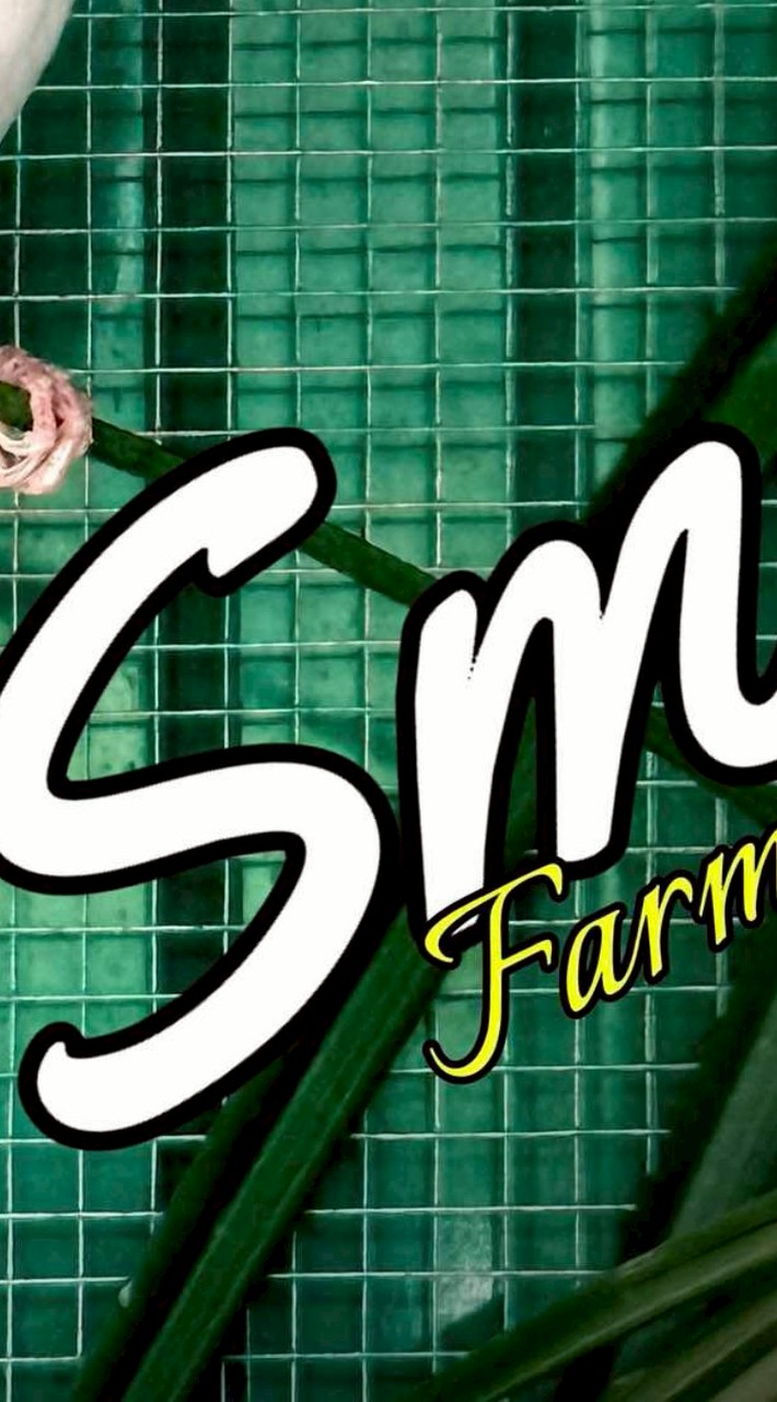 นกกรงหัวจุกแฟนซีสีต่างๆเบอร์นก ประมูล(SM Farm สันป่าตอง)